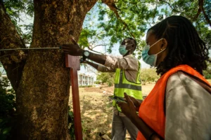 Urban Greening & Tree Mapping